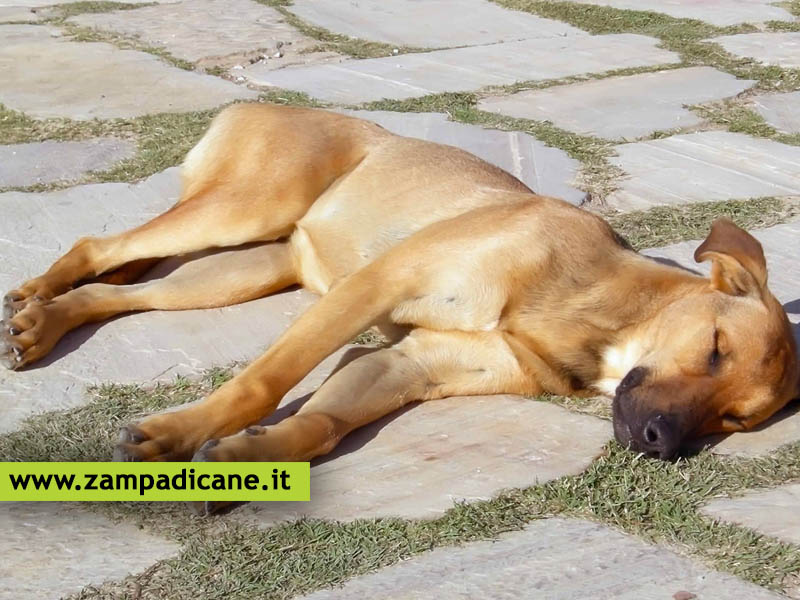 Come riconoscere l'ictus nel cane e cosa fare