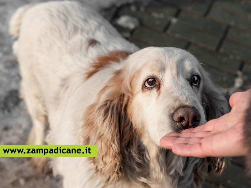 Come scegliere il cane perfetto per te? Si devono valutare la propria et e dove si vive