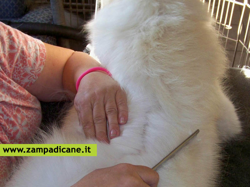 Osservare lo stato di salute della pelle del cane