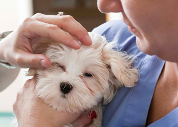 La congiuntivite del cane: come si cura?