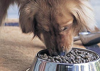Consigli e regole per una corretta alimentazione del cane