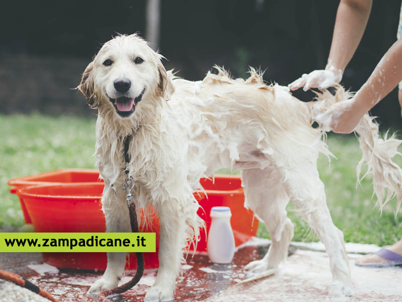 Igiene del cane: una piccola ed utile guida per tenere il cane pulito