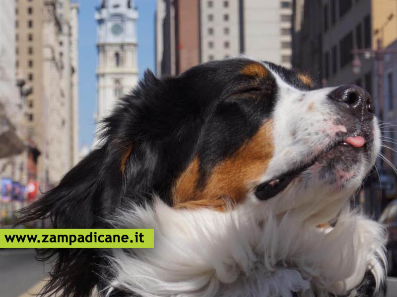 Tenere il cane in citt, piccoli consigli