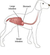 coronavirus canino