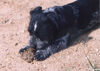 il cane mangia le feci