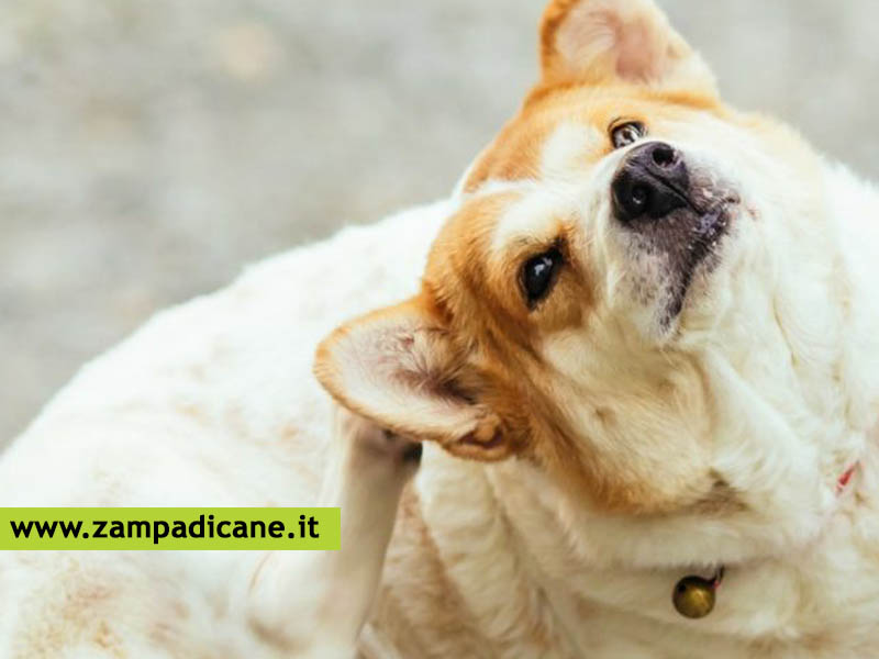 Cosa fare se il cane ha ingoiato una zecca