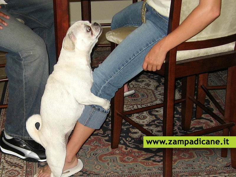 Perché il cane monta la gamba? Cosa fare in questo caso