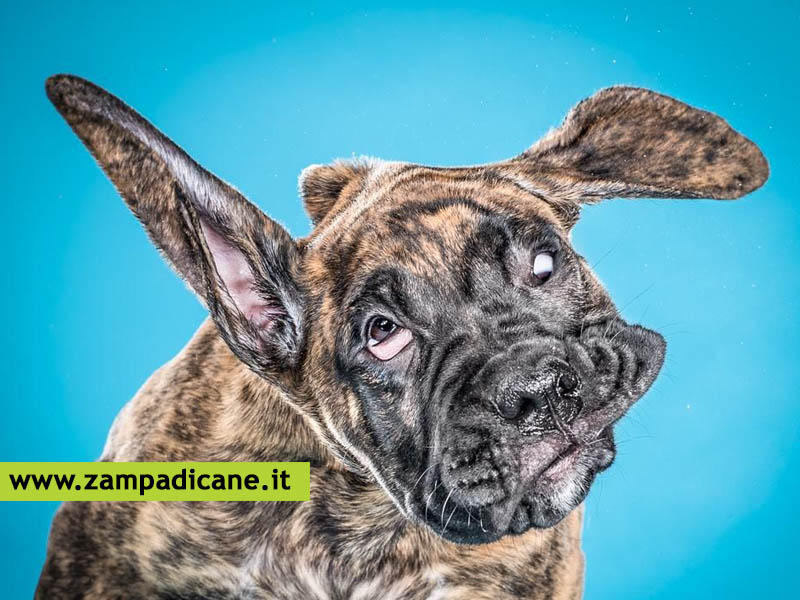 Il cane scuote la testa, ha il mal d'orecchie