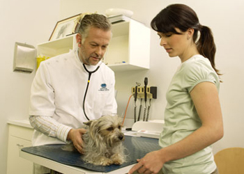 Perché vaccinare il cane? Quando vaccinare il cucciolo?