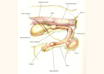 Il criptorchidismo nel cane, la mancata discesa dei testicoli