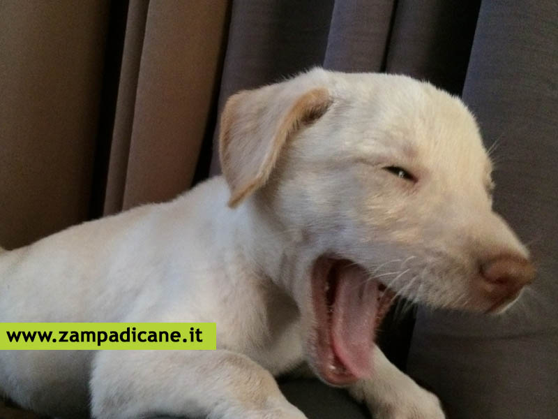 Cosa fare se il cane piange di notte