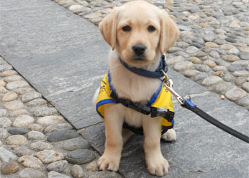 Addestramento di cani per l'assistenza ai disabili: la fantastica storia di Lilou