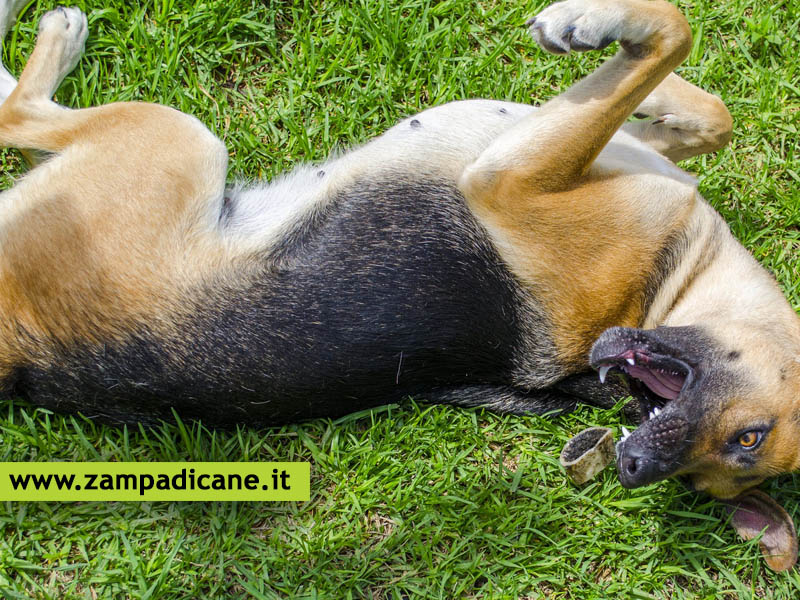 Il cane epilettico, cosa fare e se è possibile curare l'epilessia canina