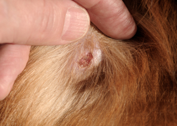 La mastocitosi del cane, come diagnosticare e curare