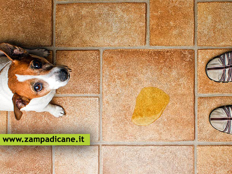 L'incontinenza del cane, si pu curare?