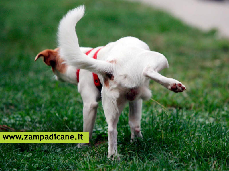 La prostatite del cane, una patologia che pu portare all'infertilit