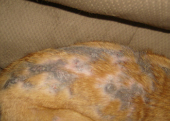 Curare la rogna canina: i sintomi, la diagnosi e le cure specifiche