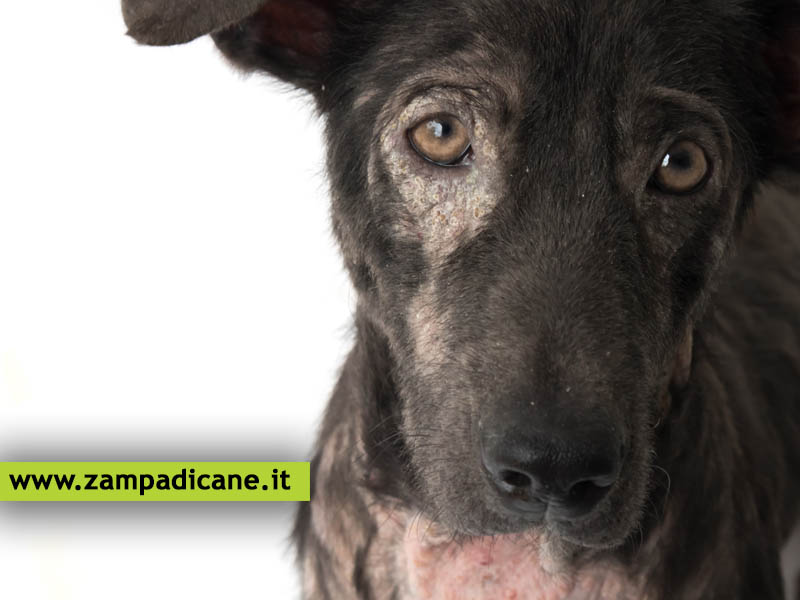 La tigna del cane, come si contagia e come si cura