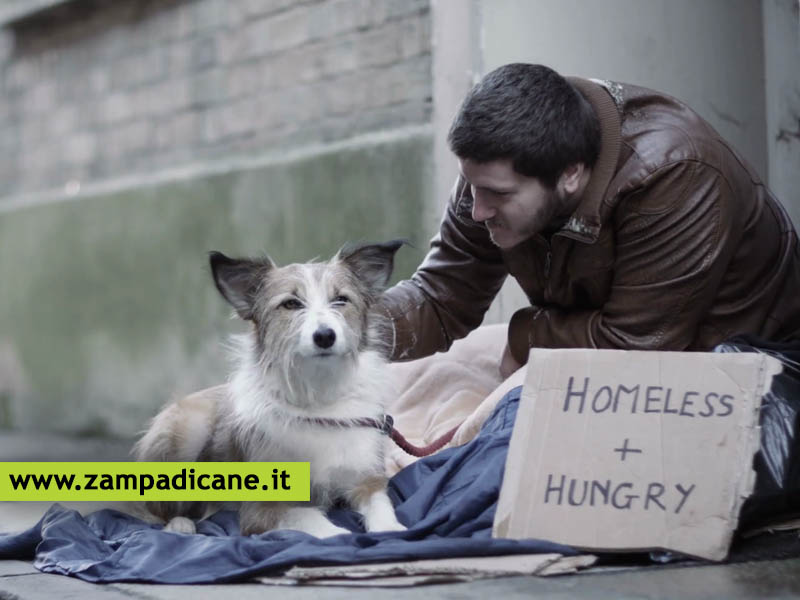 I cani dei senzatetto milanesi sono curati gratis