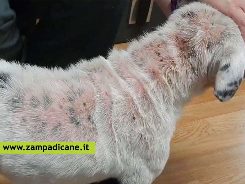 Demodicosi nel cane, la Rogna rossa