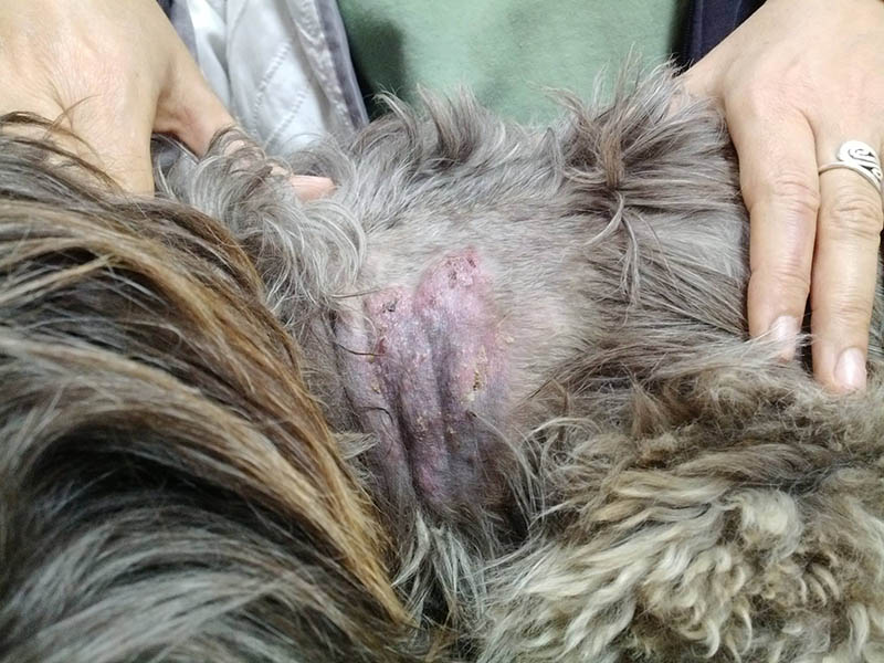 rogna rossa nel cane provoca perdita di pelo