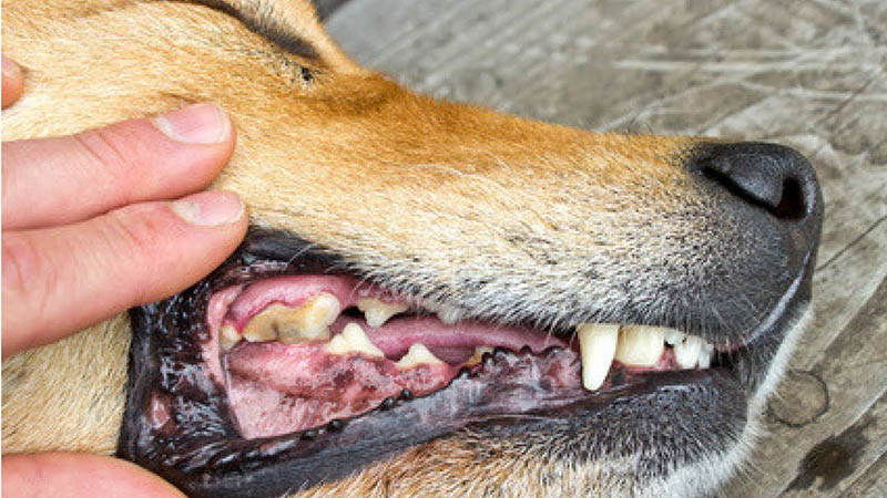 perché il cane ha i denti gialli