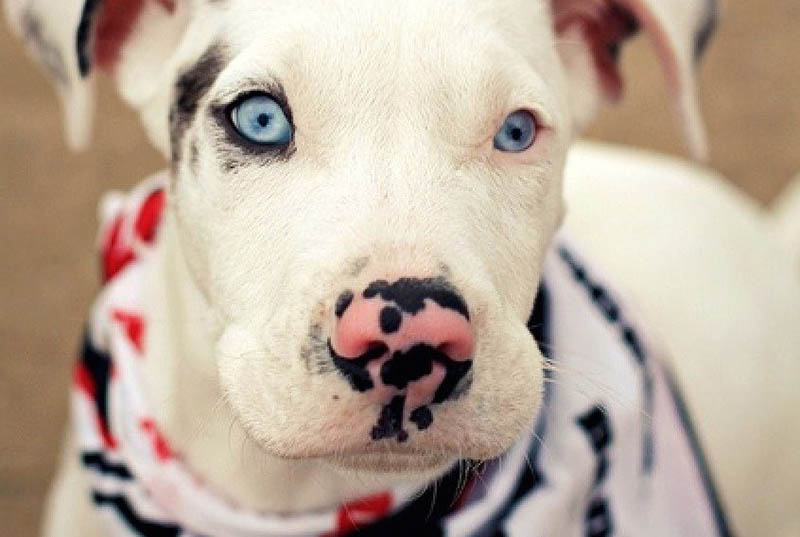 il naso del cane albino
