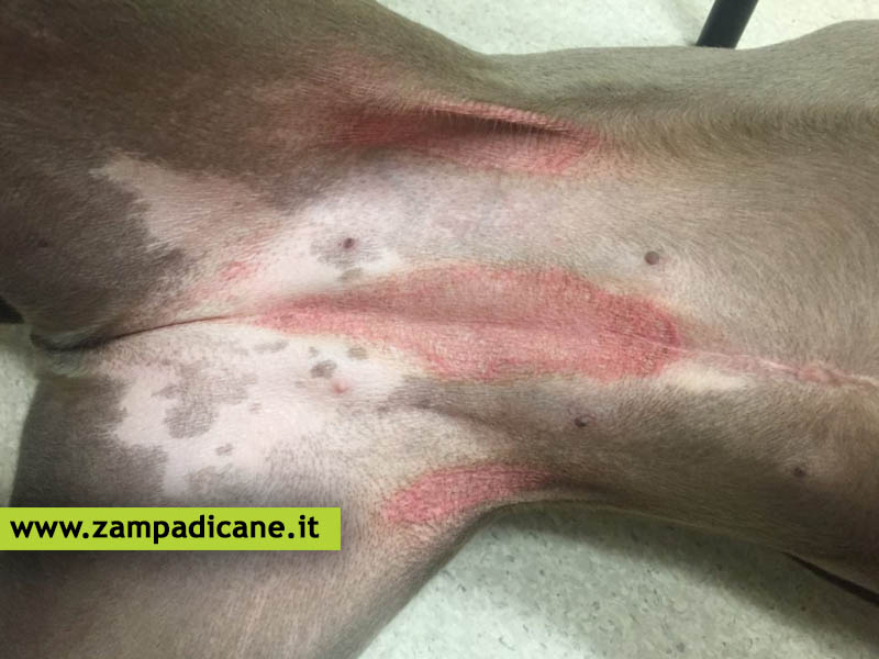 La dermatite allergica del cane, i sintomi e le cure