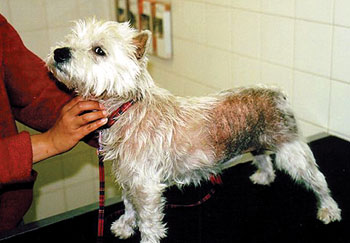 Dermatite atopica nei cani: sintomi e cure della malattia