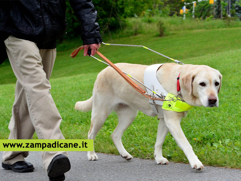 Cani guida per non vedenti: una spesa che si pu detrarre (circolare 8E del 10 aprile 2019)