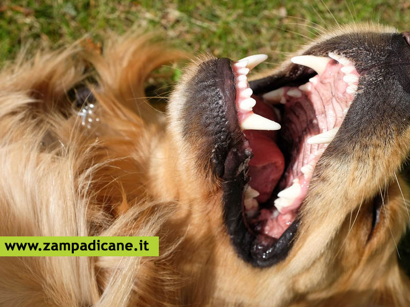 Come deve essere il colore delle gengive del cane?