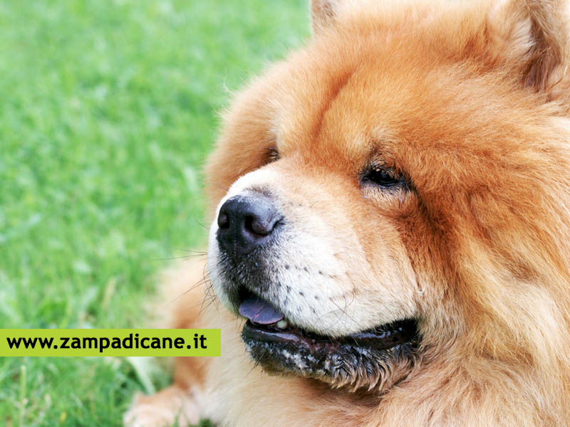 Il diabete del cane, una malattia che colpisce 1 cane ogni 500