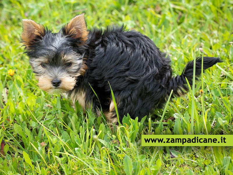 Problemi allo stomaco del cane: diarrea, stipsi e flatulenza