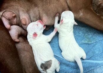 La dieta del cane in gravidanza