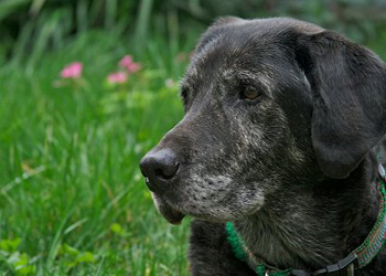 Una dieta differenziata per i cani anziani