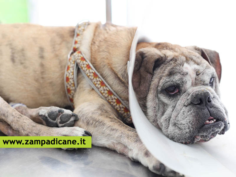 La Discinesia nel cane, una patologia polmonare che può colpire soprattutto i cuccioli