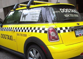 Pet Taxi: il servizi oa domicilio per cani e gatti per accompagnarli soprattutto dal veterinario