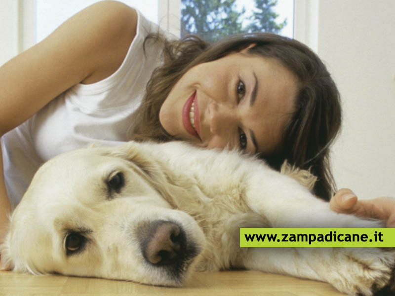 Dove  meglio accarezzare il cane? 