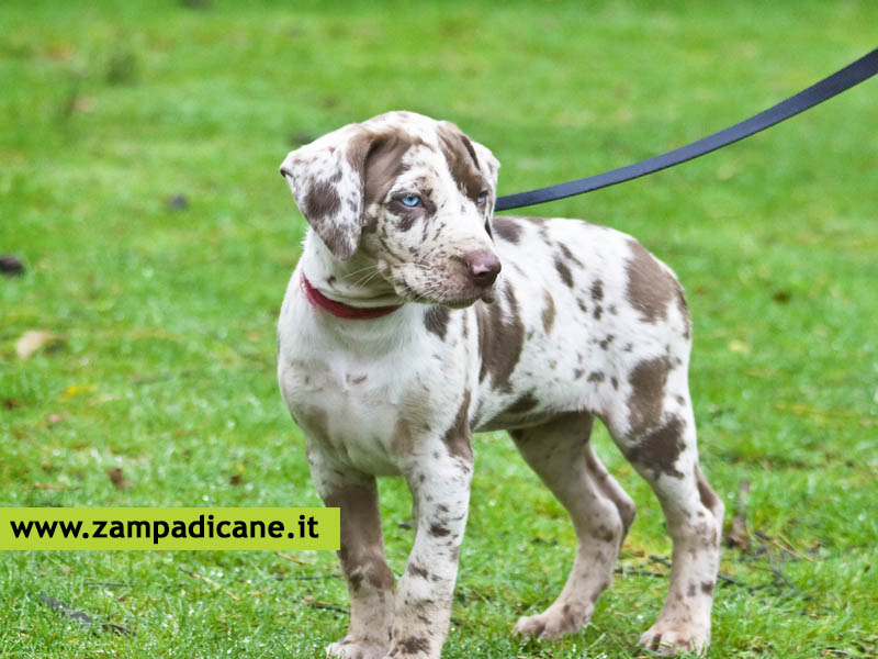 Come insegnare al cucciolo a fare i bisogni fuori