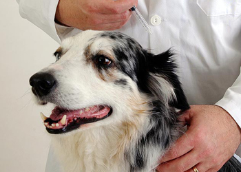 Quali sono gli effetti collaterali dei vaccini per il cane