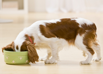 Elementi presenti nellalimentazione del cane