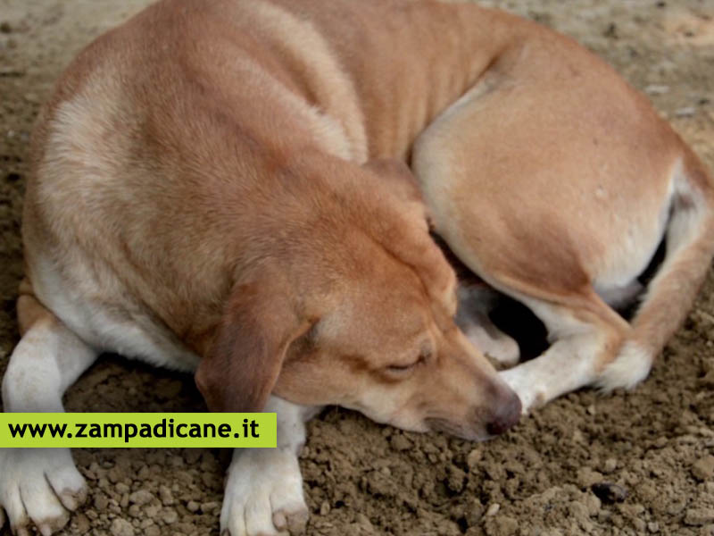 Lendometrite nel cane, i sintomi e le cure per questa patologia