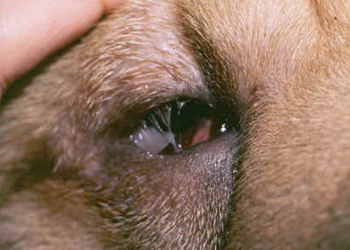 Malattie delle palpebre nel cane