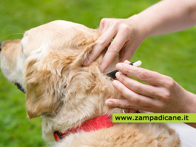 Erlichiosi canina: una malattia causata dalle zecche