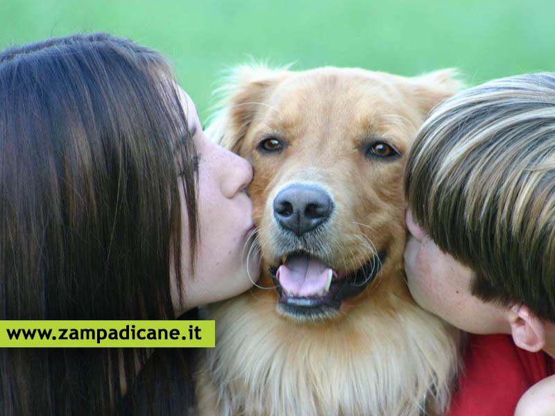 Educare il cane: gli errori da non commettere