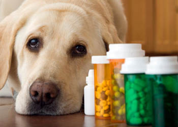 Farmaci veterinari generici: proposta di ridurre la spesa per le medicine di cani