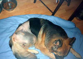 La Ciclosporina per cani: effetti collaterali e benefici