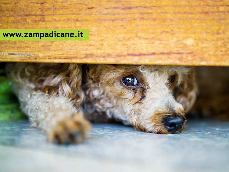 Il fattore scatenante nel cane: perch ha quelle reazioni