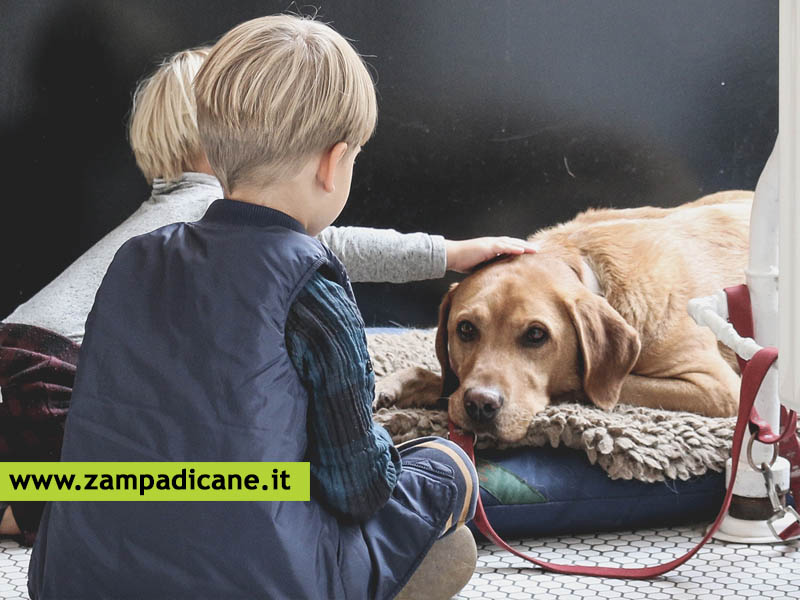 La Filarosi Cardiopolmonare: sintomi, prognosi e terapia per il cane