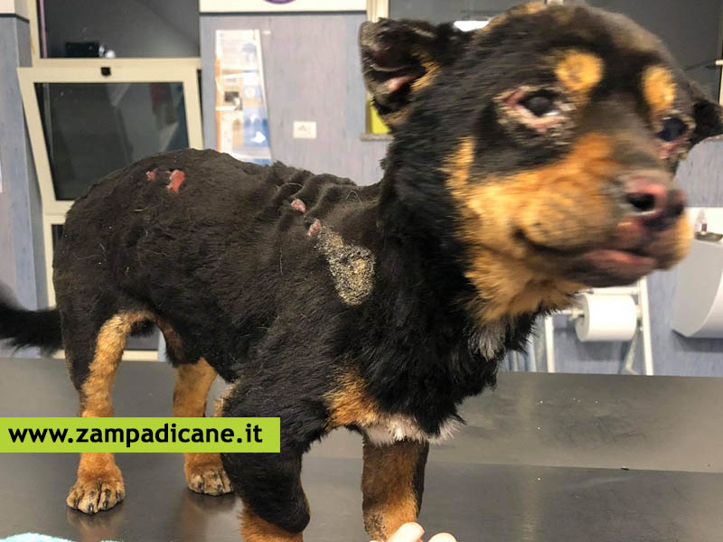 Tutti vogliono adottare Fuego, il cane bruciato e torturato